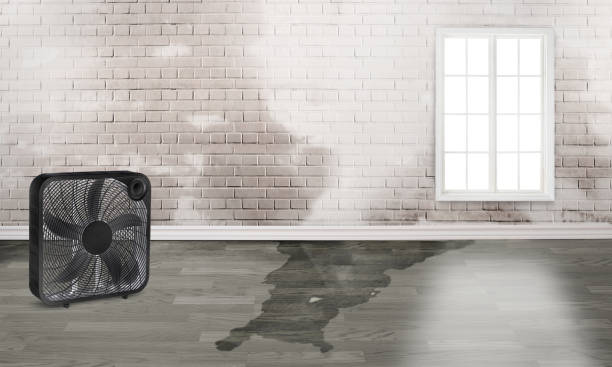 Best Flood damage cleanup  in Clinton, MD